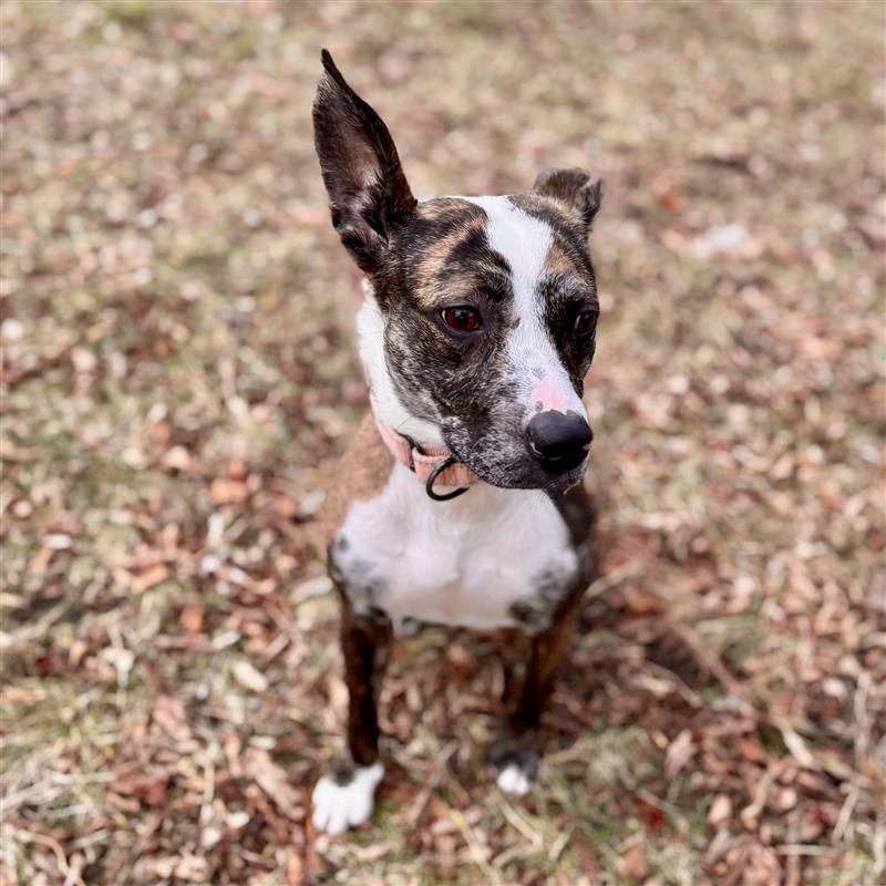 Enlarge Mouse, a ADOPTABLE mixed breed in Midland, MI image 3/5