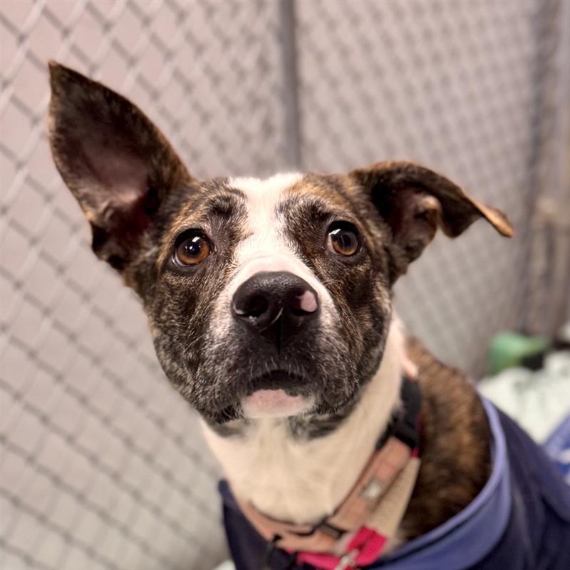 Enlarge Mouse, a ADOPTABLE mixed breed in Midland, MI image 5/5