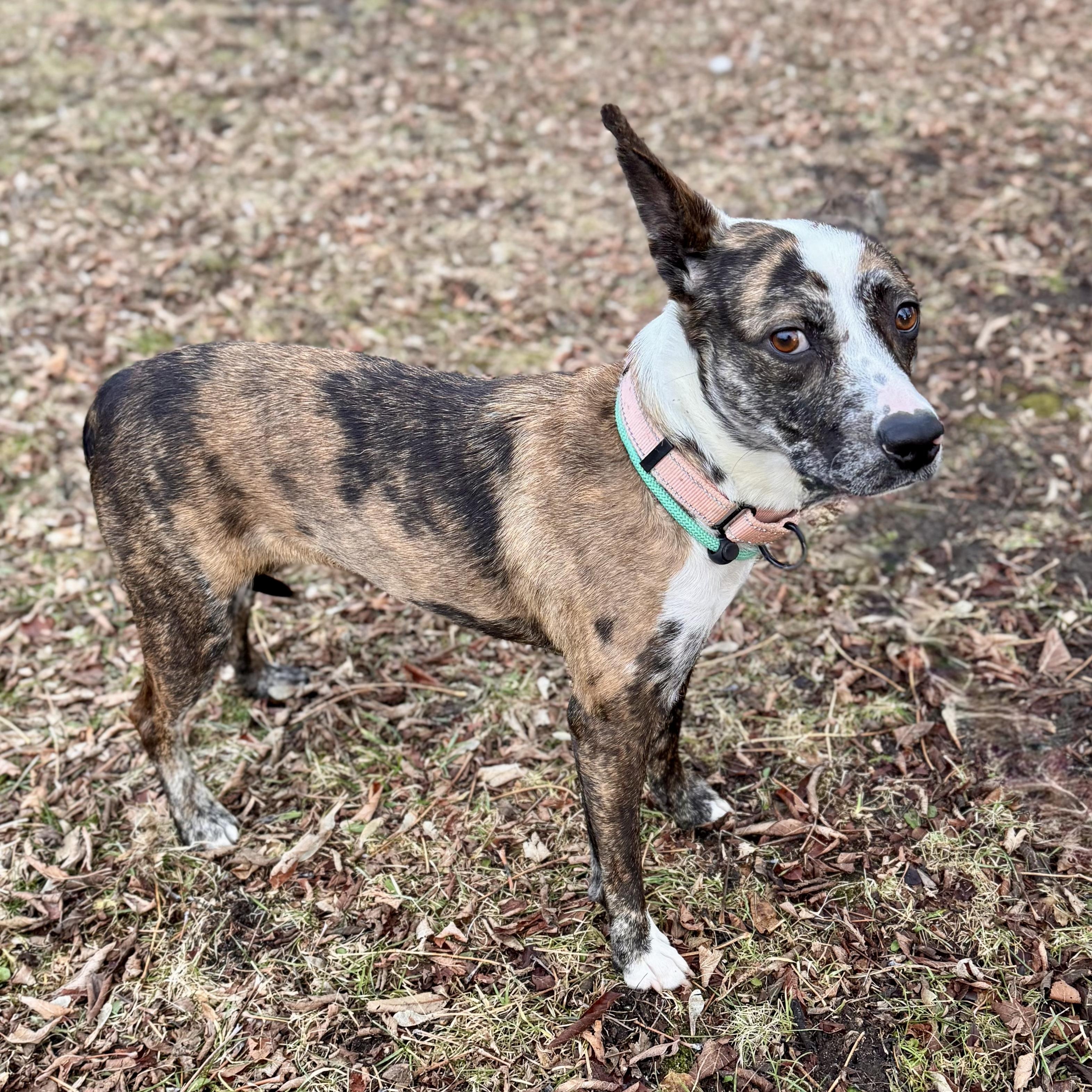 Enlarge Mouse, a ADOPTABLE mixed breed in Midland, MI image 2/5
