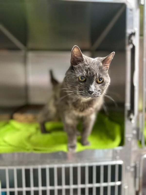 Porsche, Adoptable, Adult Female Domestic Short Hair.