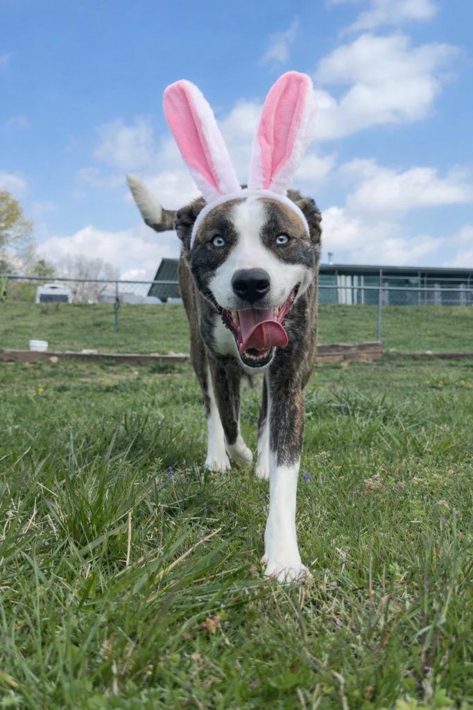 Enlarge Tessa-Adoptable Awaiting S/N, a Adoptable mixed breed in Chickamauga , GA image 1/6