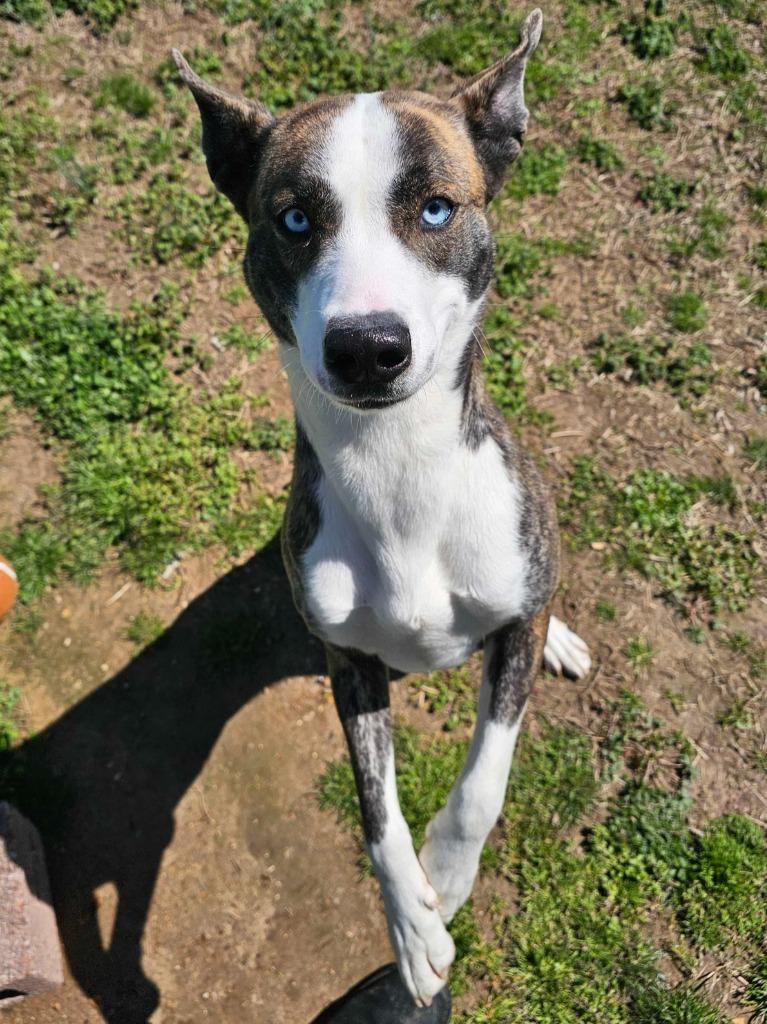 Enlarge Tessa-Adoptable Awaiting S/N, a Adoptable mixed breed in Chickamauga , GA image 2/6