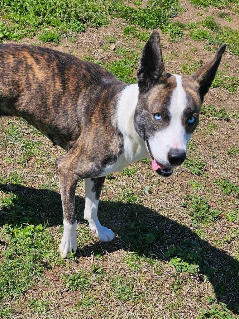 Enlarge Tessa-Adoptable Awaiting S/N, a Adoptable mixed breed in Chickamauga , GA image 3/6