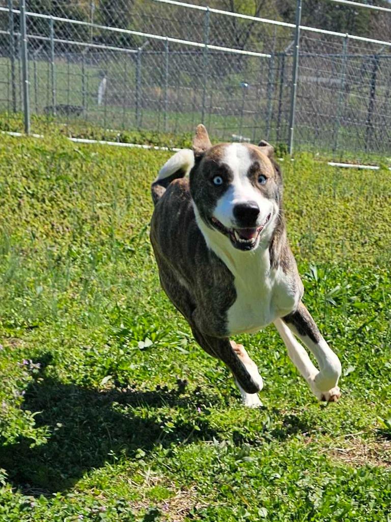 Enlarge Tessa-Adoptable Awaiting S/N, a Adoptable mixed breed in Chickamauga , GA image 5/6