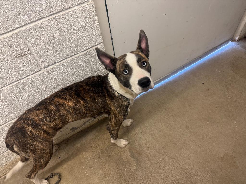 Enlarge Tessa-Adoptable Awaiting S/N, a Adoptable mixed breed in Chickamauga , GA image 6/6