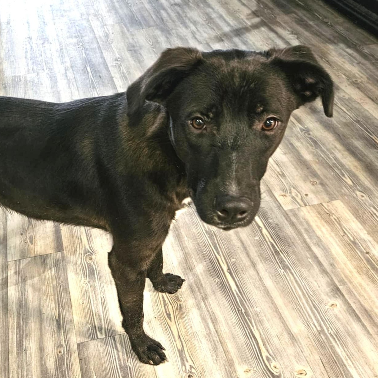 Ash, a Adoptable mixed breed in Houston, TX image 4/5