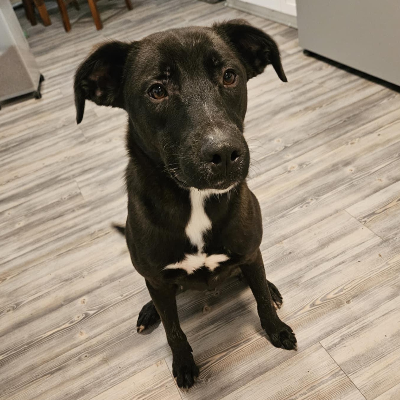 Ash, a Adoptable mixed breed in Houston, TX image 3/5