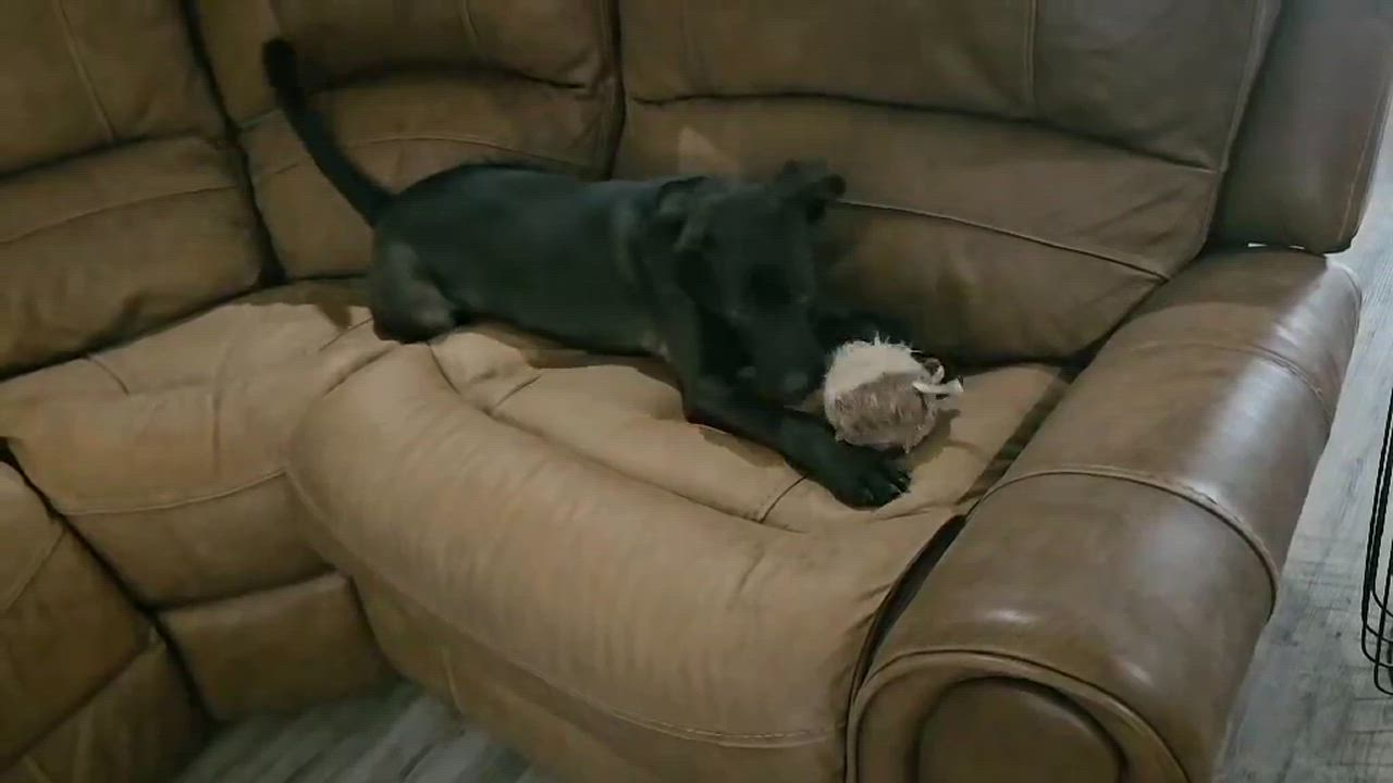 Enlarge Ash, a Adoptable mixed breed in Houston, TX video 5/5