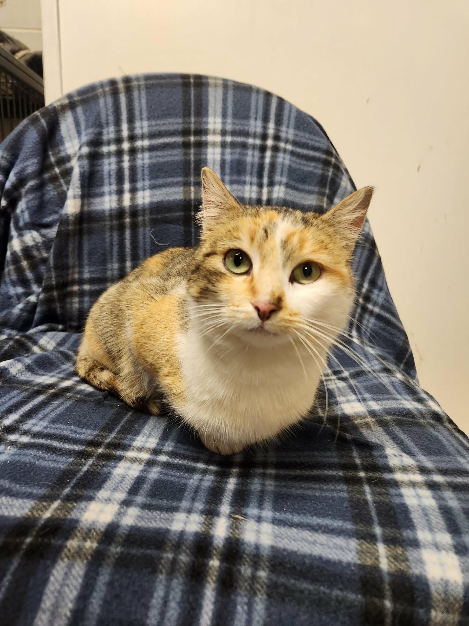 Cher, Adoptable, Adult Female Domestic Short Hair.