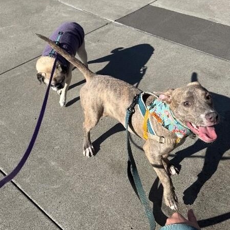 Tonya Terrific Brindle Beauty Wants You