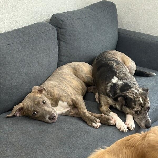 Tonya Terrific Brindle Beauty Wants You — thumbnail 4