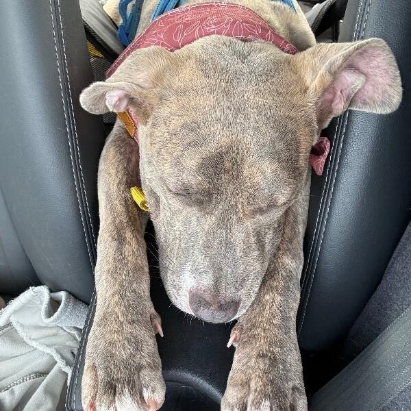 Tonya Terrific Brindle Beauty Wants You — thumbnail 5