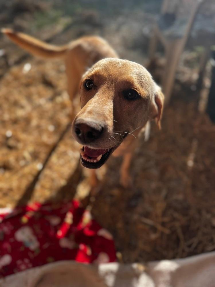 Cournoyer / Pearlie, Adoptable, Adult Female Labrador Retriever & Mixed Breed.