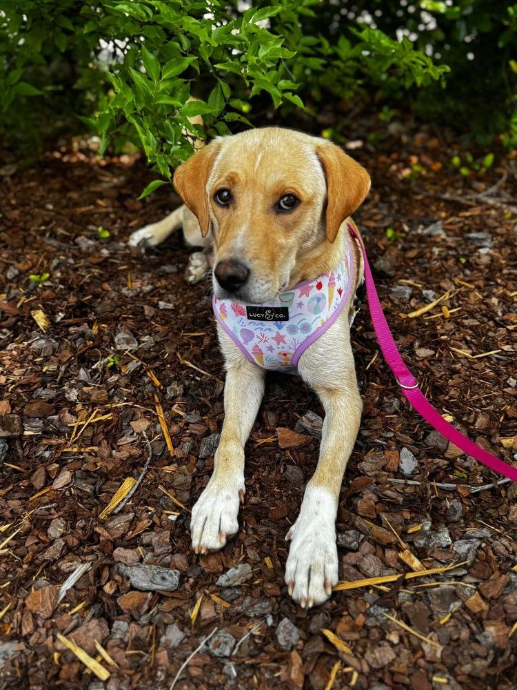 Cournoyer / Pearlie, a Adoptable mixed breed in Broomfield, CO image 2/5