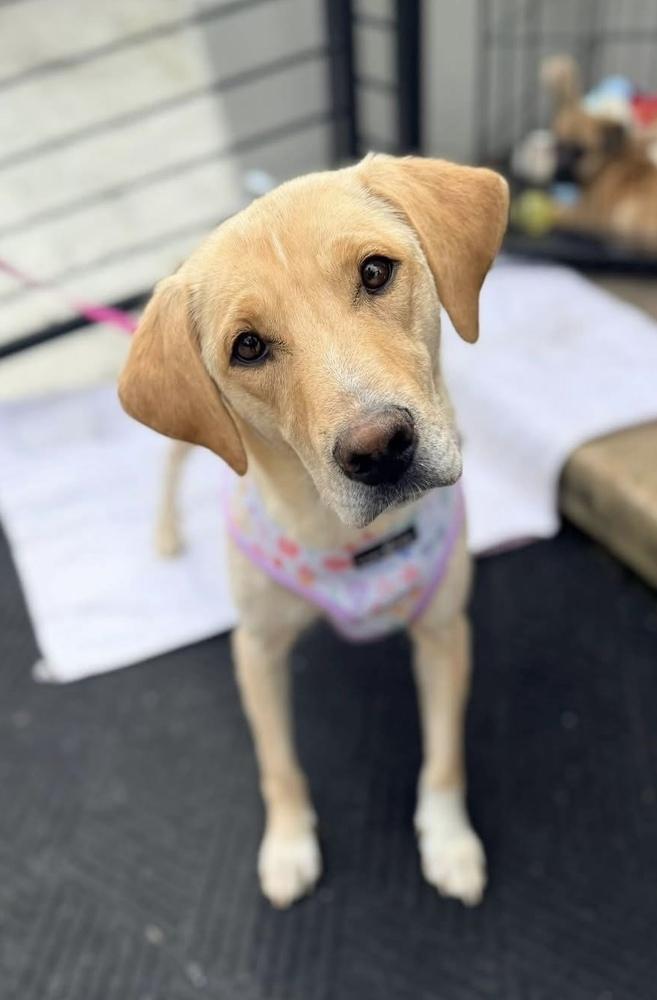 Cournoyer / Pearlie, a Adoptable mixed breed in Broomfield, CO image 3/5