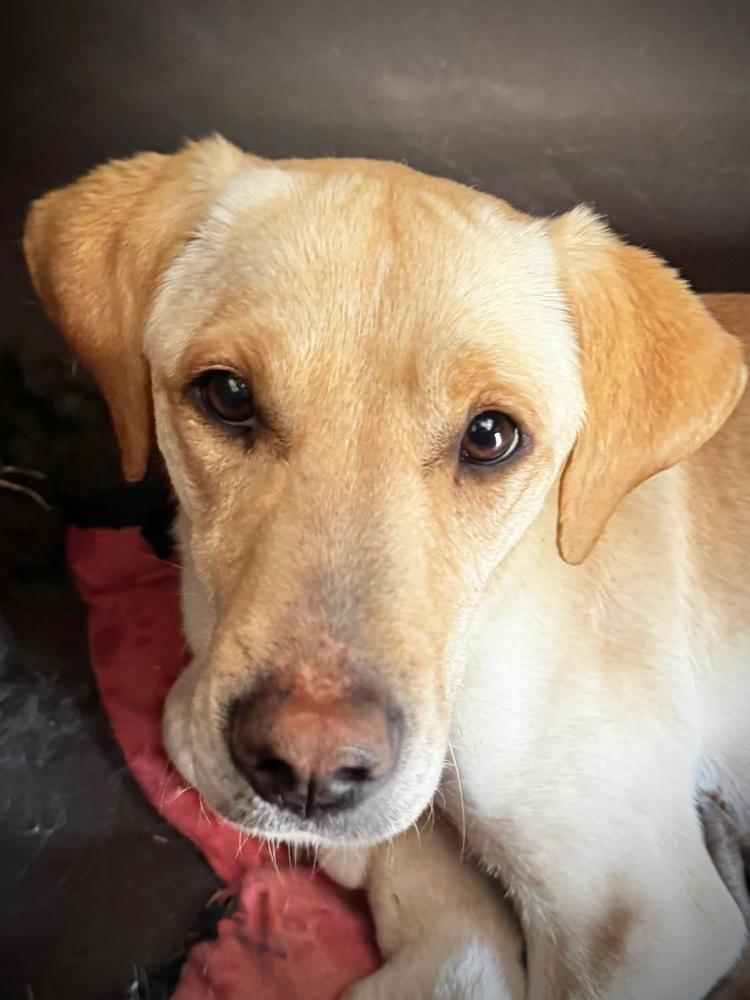 Cournoyer / Pearlie, a Adoptable mixed breed in Broomfield, CO image 4/5