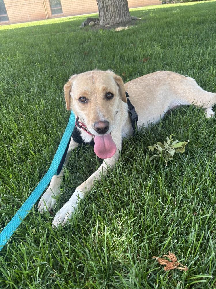 Enlarge Cournoyer / Pearlie, a Adoptable mixed breed in Broomfield, CO image 4/6