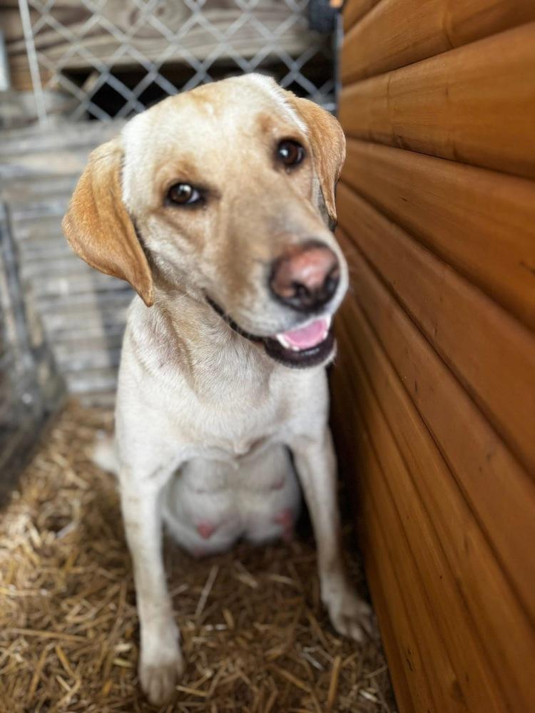 Cournoyer / Pearlie, a Adoptable mixed breed in Broomfield, CO image 5/5