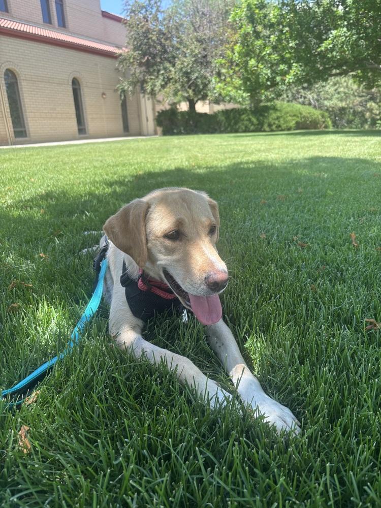 Enlarge Cournoyer / Pearlie, a Adoptable mixed breed in Broomfield, CO image 5/6