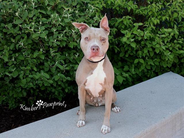 Enlarge SHARI, a Adoptable mixed breed in Omaha, NE image 1/1