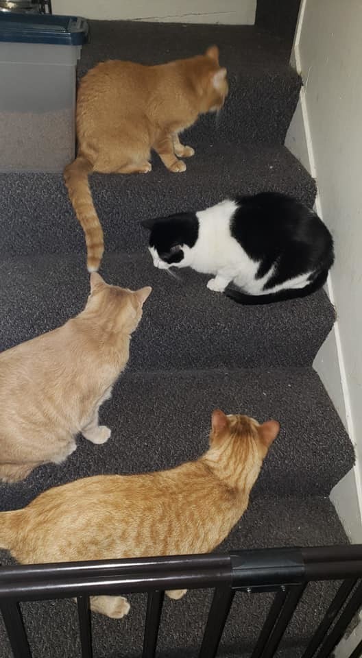 Enlarge Ariel, a Adoptable Domestic Short Hair in Crown Point, IN image 8/12