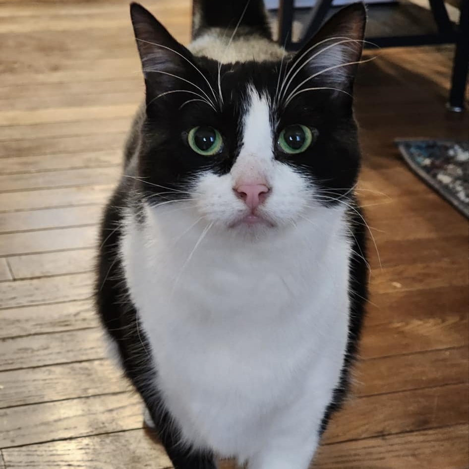 Enlarge Ariel, a Adoptable Domestic Short Hair in Crown Point, IN image 12/12