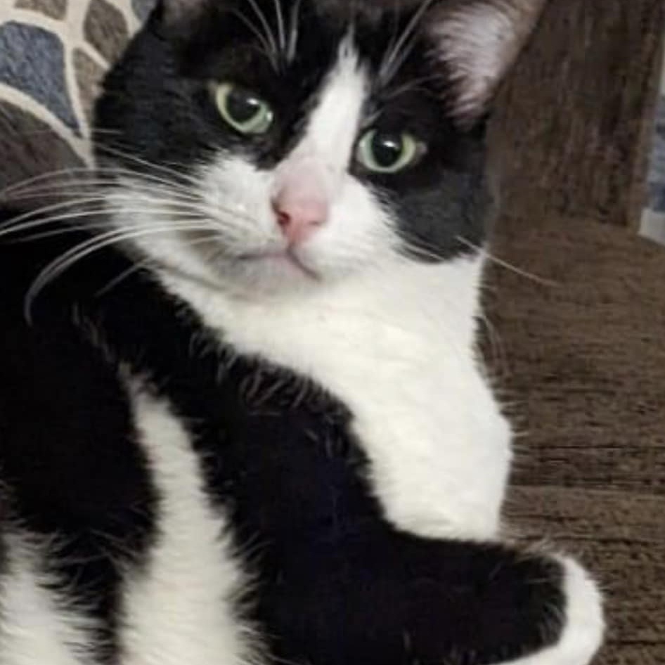 Ariel, Adoptable, Adult Female Domestic Short Hair.