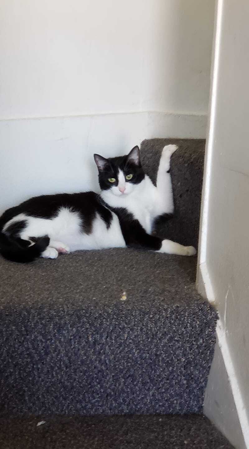 Enlarge Ariel, a Adoptable Domestic Short Hair in Crown Point, IN image 9/12