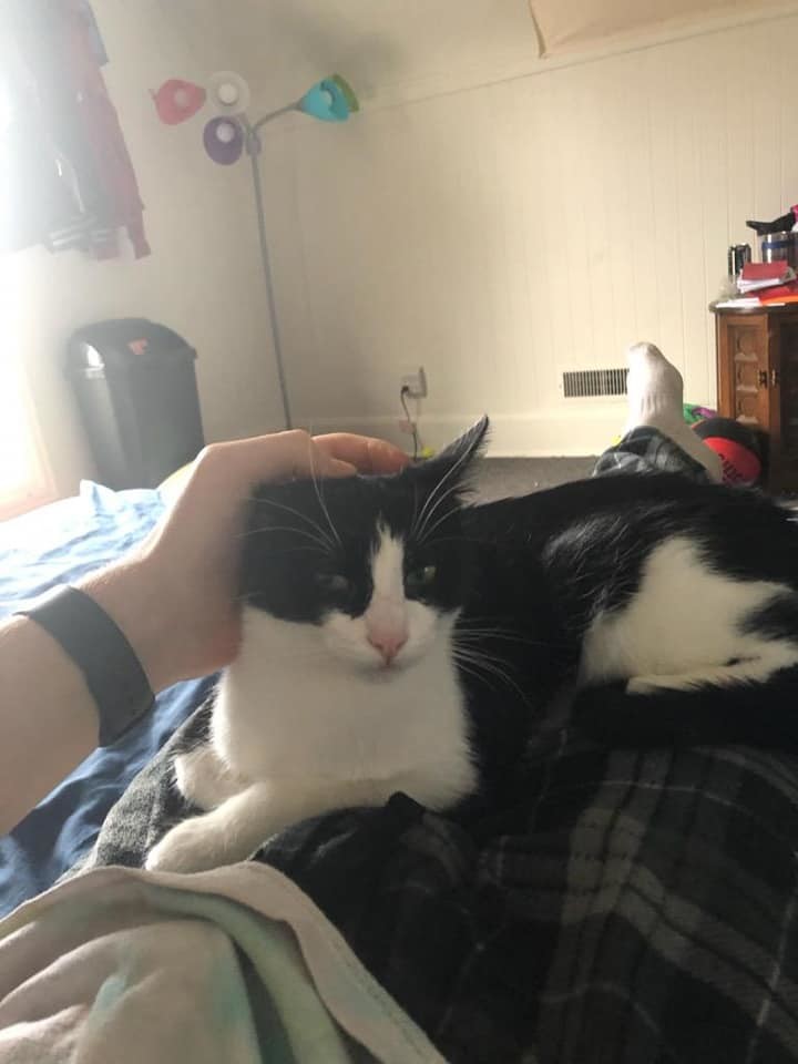 Enlarge Ariel, a Adoptable Domestic Short Hair in Crown Point, IN image 10/12