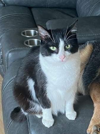 Enlarge Ariel, a Adoptable Domestic Short Hair in Crown Point, IN image 11/12