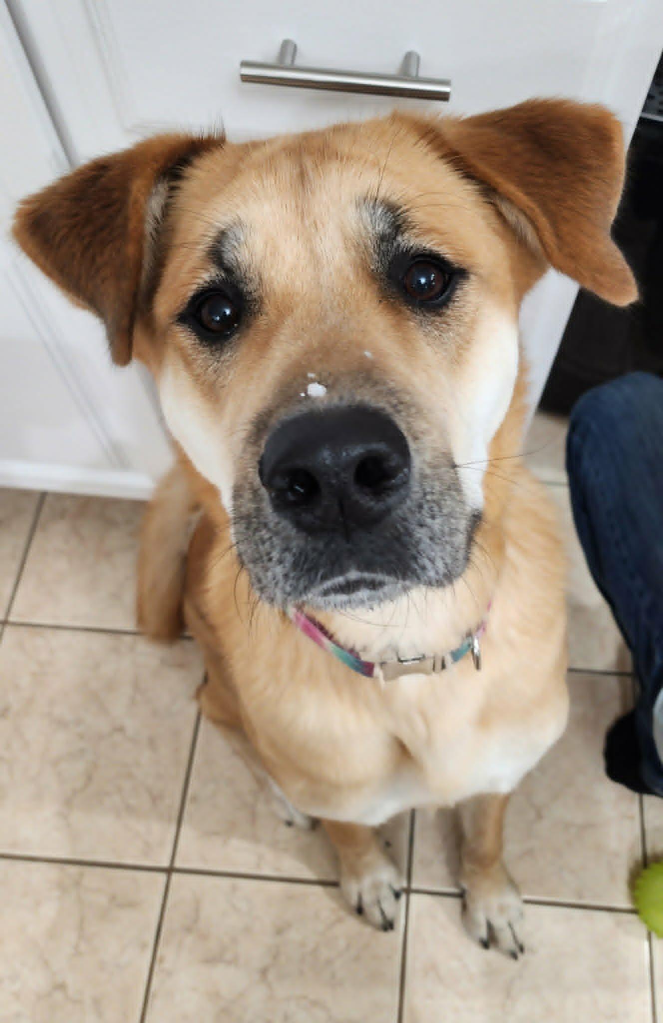 Piper, a ADOPTABLE mixed breed in Maybrook, NY image 1/5