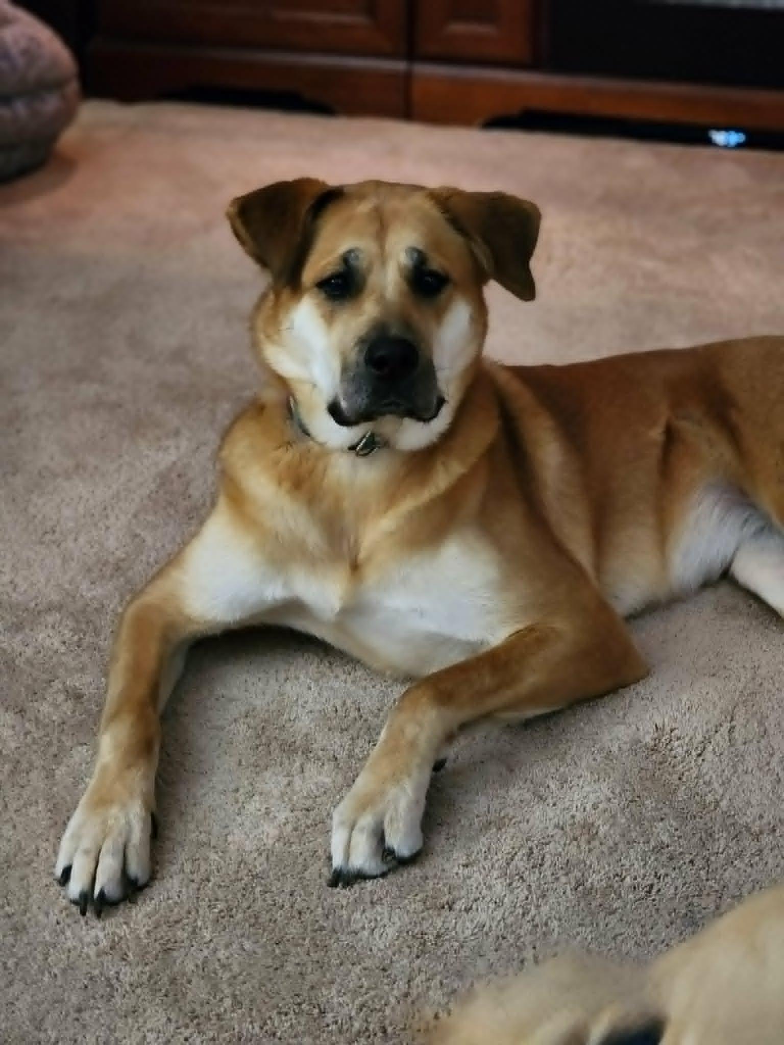 Piper, a ADOPTABLE mixed breed in Maybrook, NY image 5/5