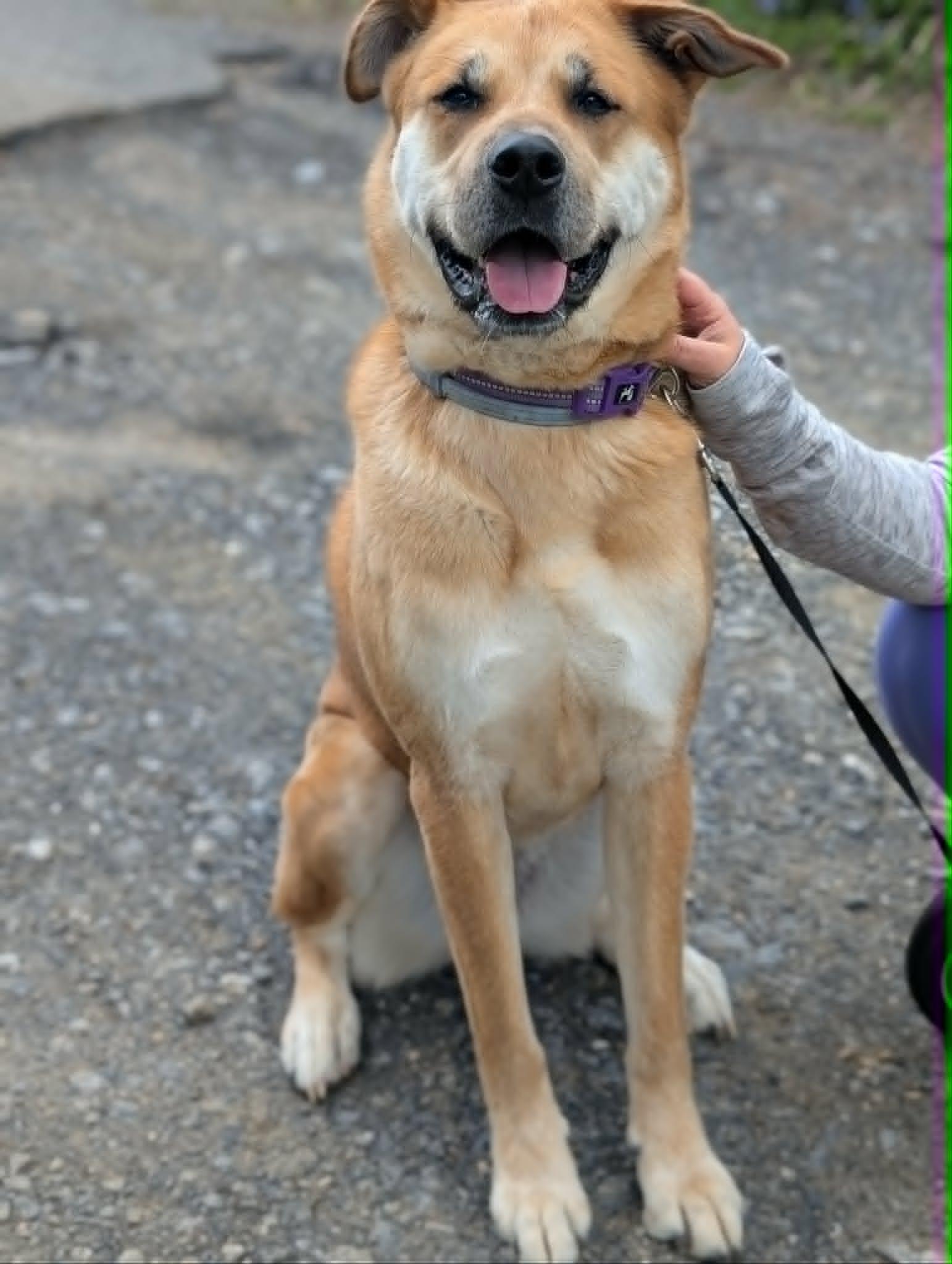 Piper, a ADOPTABLE mixed breed in Maybrook, NY image 4/5