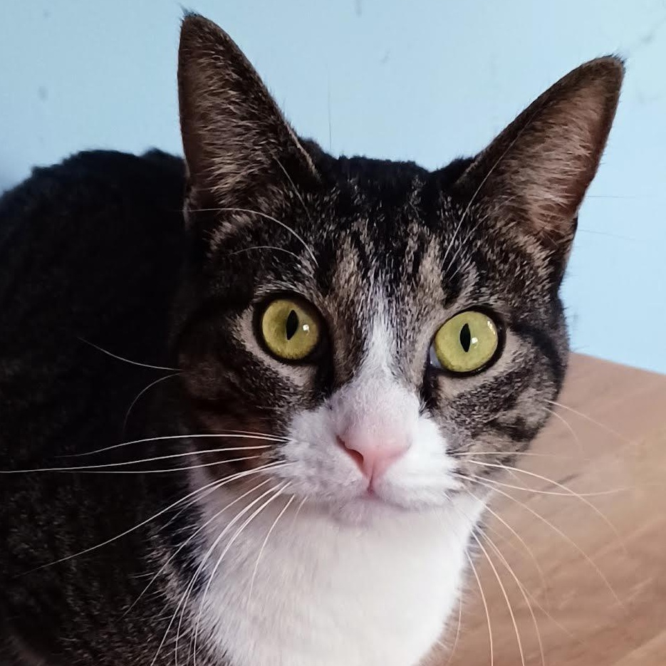 Truffle, Adoptable, Adult Male Domestic Short Hair.