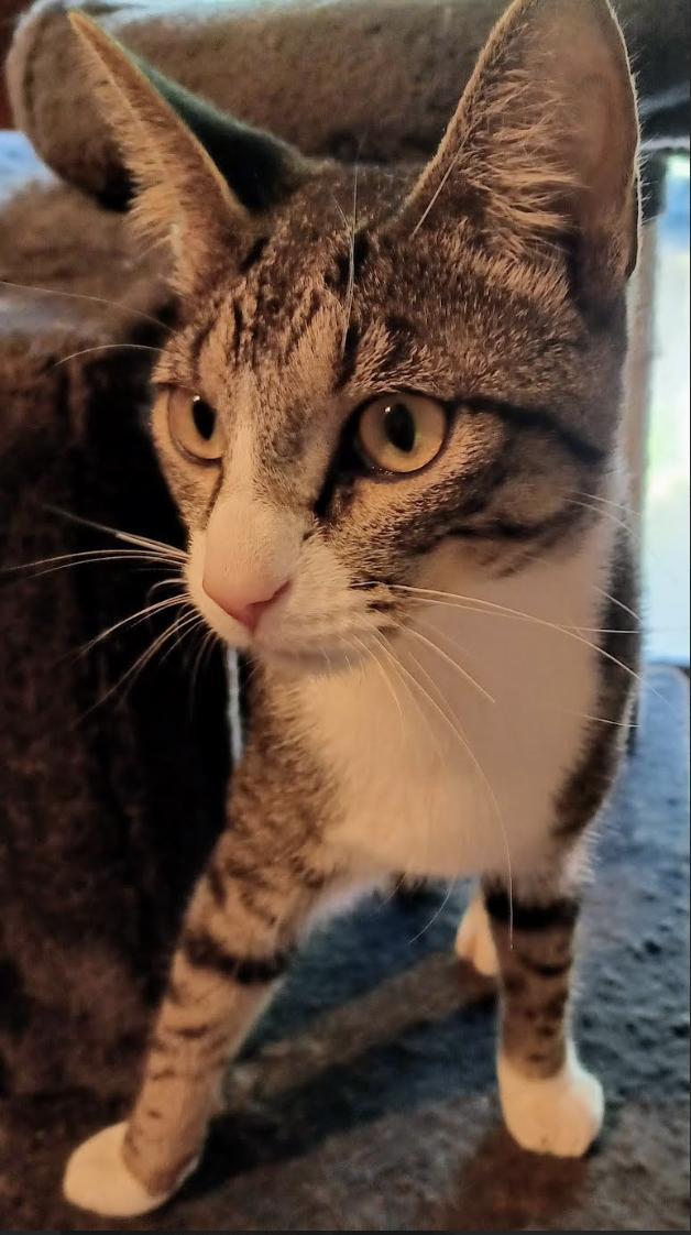 Enlarge Truffle, a Adoptable Domestic Short Hair in Plymouth, MN image 4/4