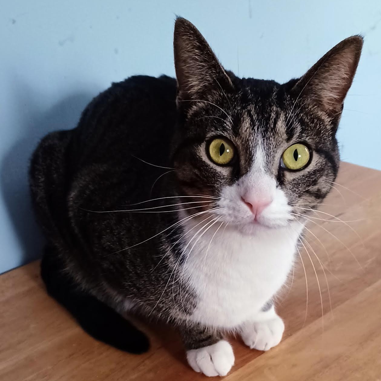 Enlarge Truffle, a Adoptable Domestic Short Hair in Plymouth, MN image 3/4