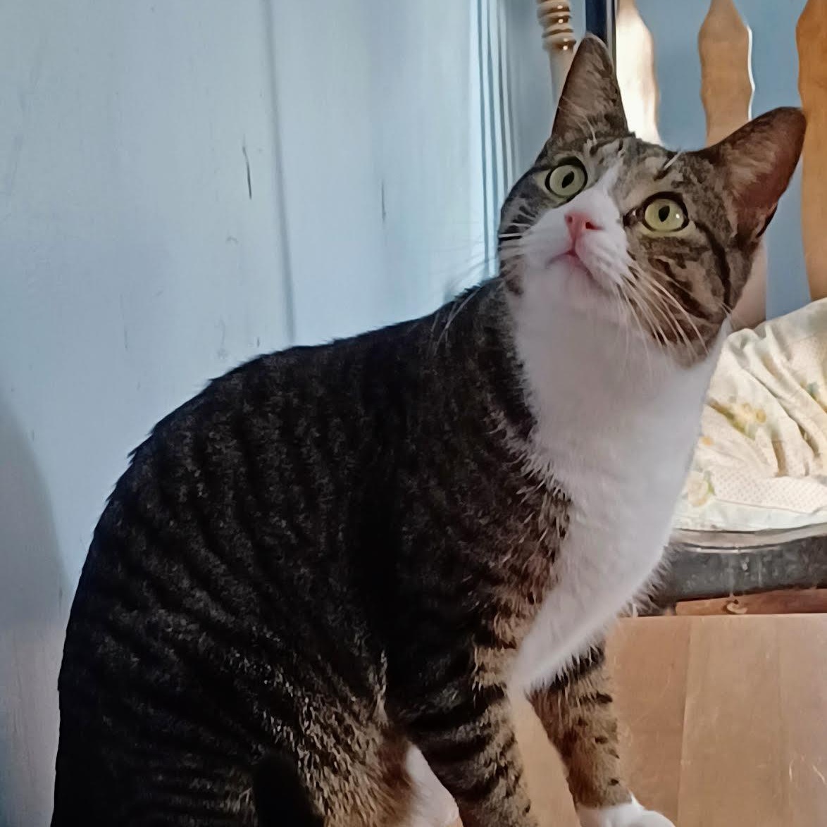 Enlarge Truffle, a Adoptable Domestic Short Hair in Plymouth, MN image 2/4