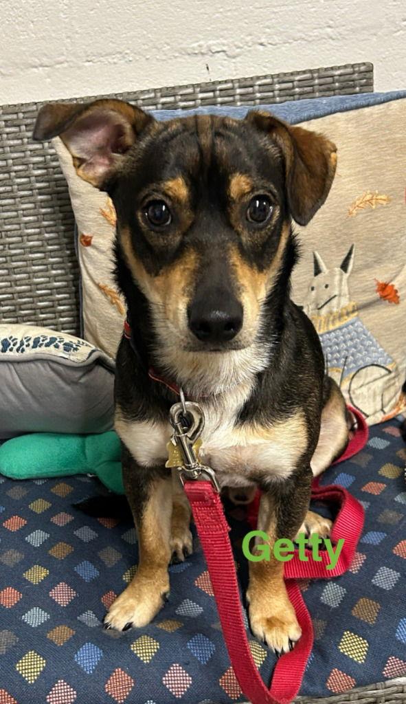 Enlarge Getty, a Adoptable Terrier in Ellijay, GA image 1/1
