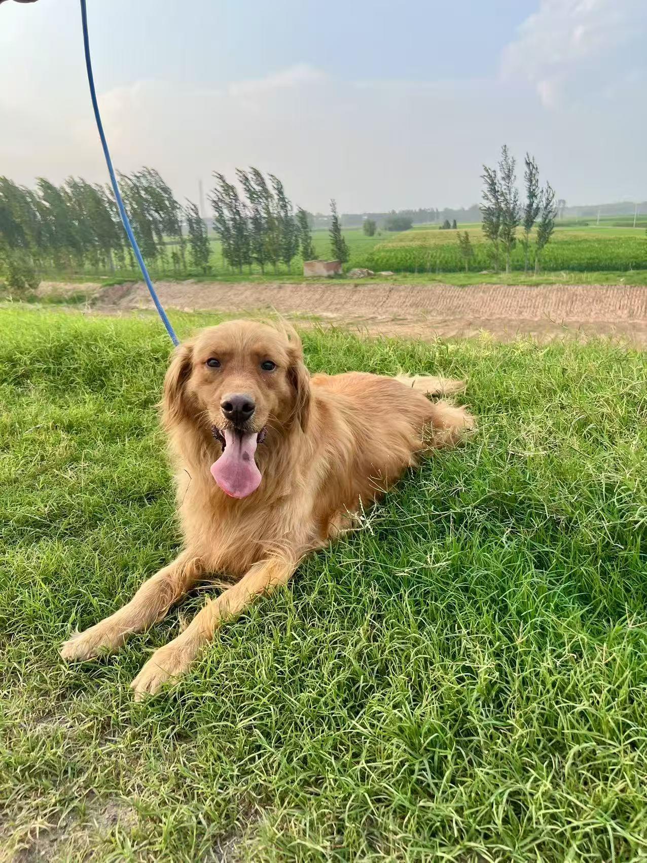 Eva, Adoptable, Young Female Golden Retriever.