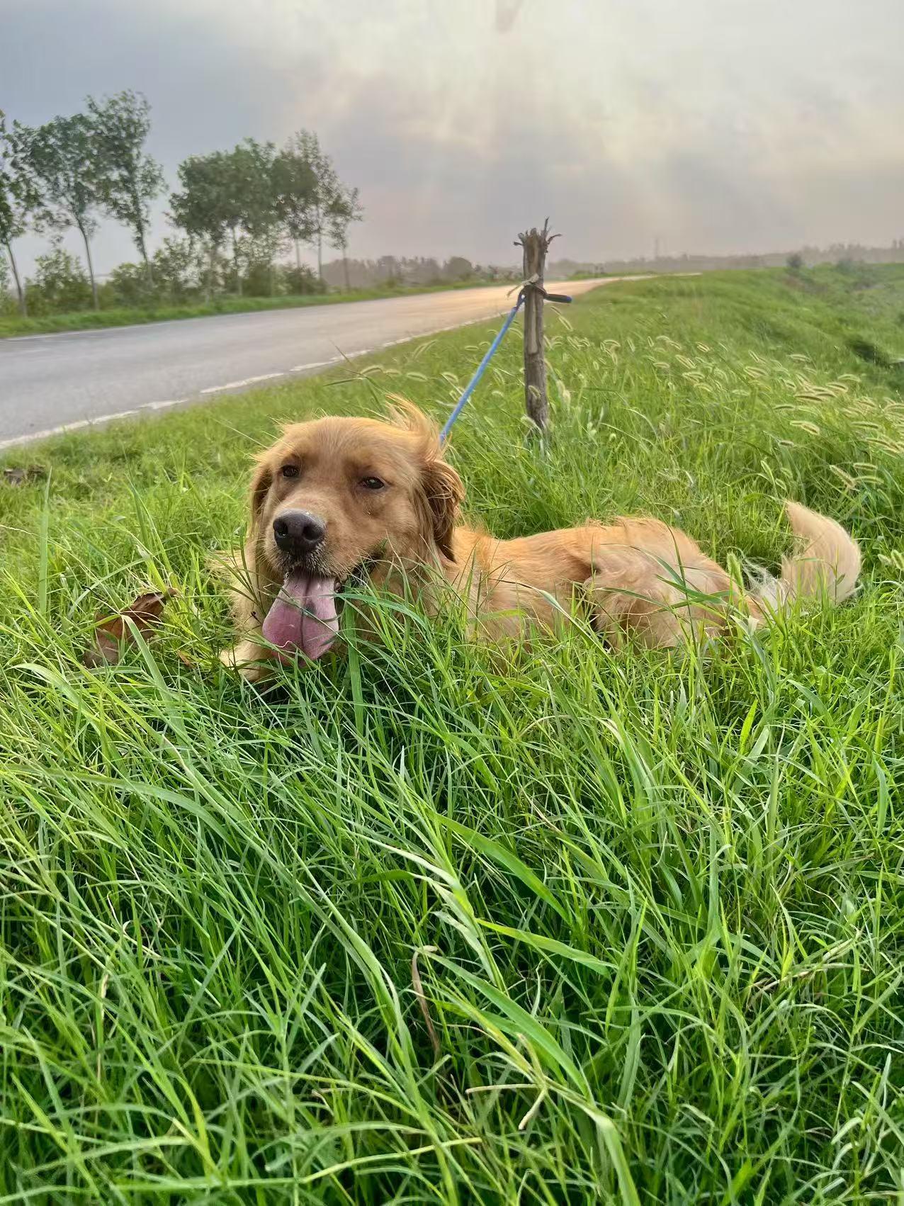Eva, a Adoptable Golden Retriever in Toronto, ON image 4/5