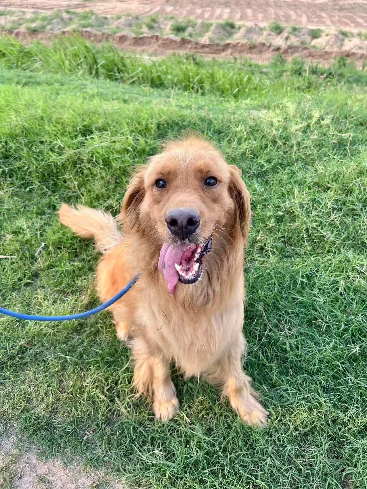 Eva, a Adoptable Golden Retriever in Toronto, ON image 2/5