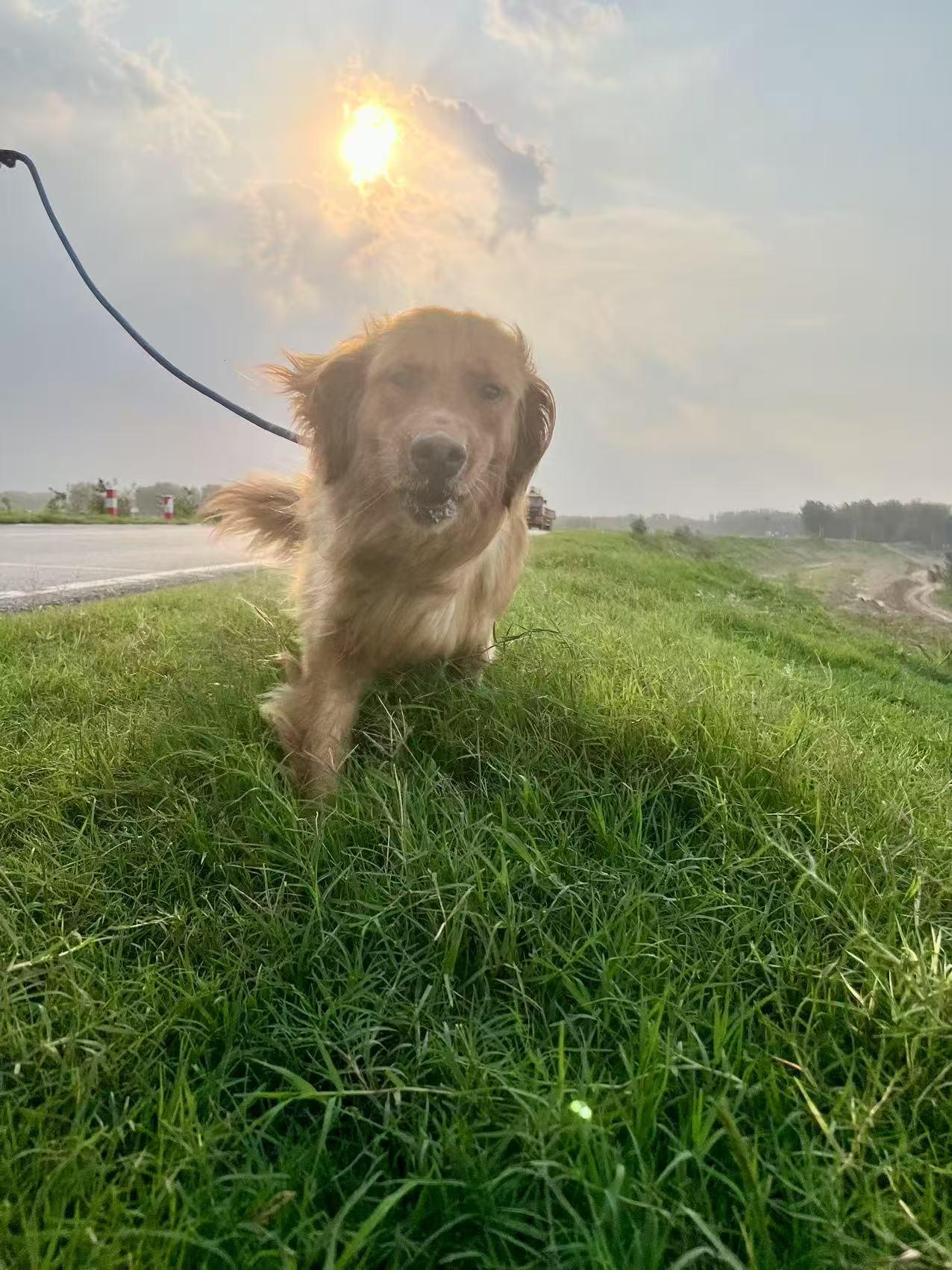 Eva, a Adoptable Golden Retriever in Toronto, ON image 3/5