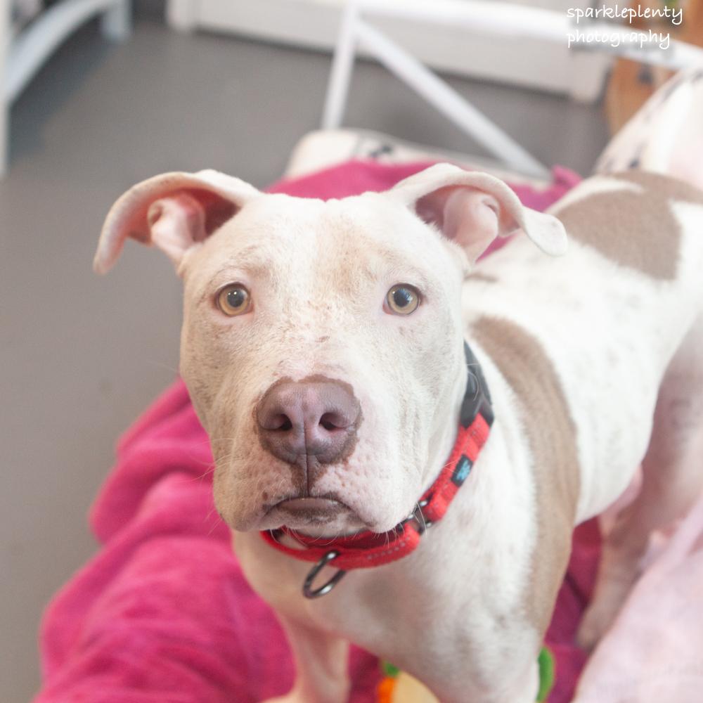 Minina, an adoptable Mixed Breed in Ridgefield, CT image 1/4