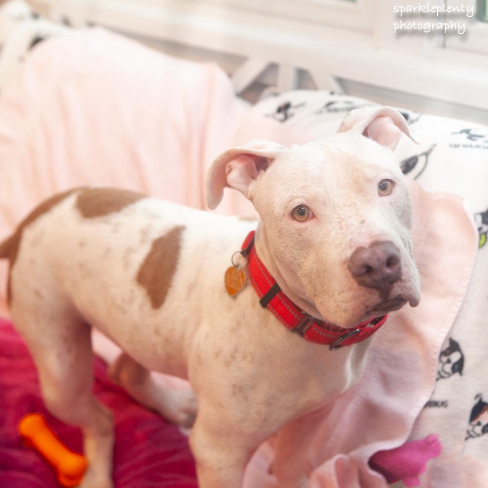 Minina, an adoptable Mixed Breed in Ridgefield, CT image 2/4