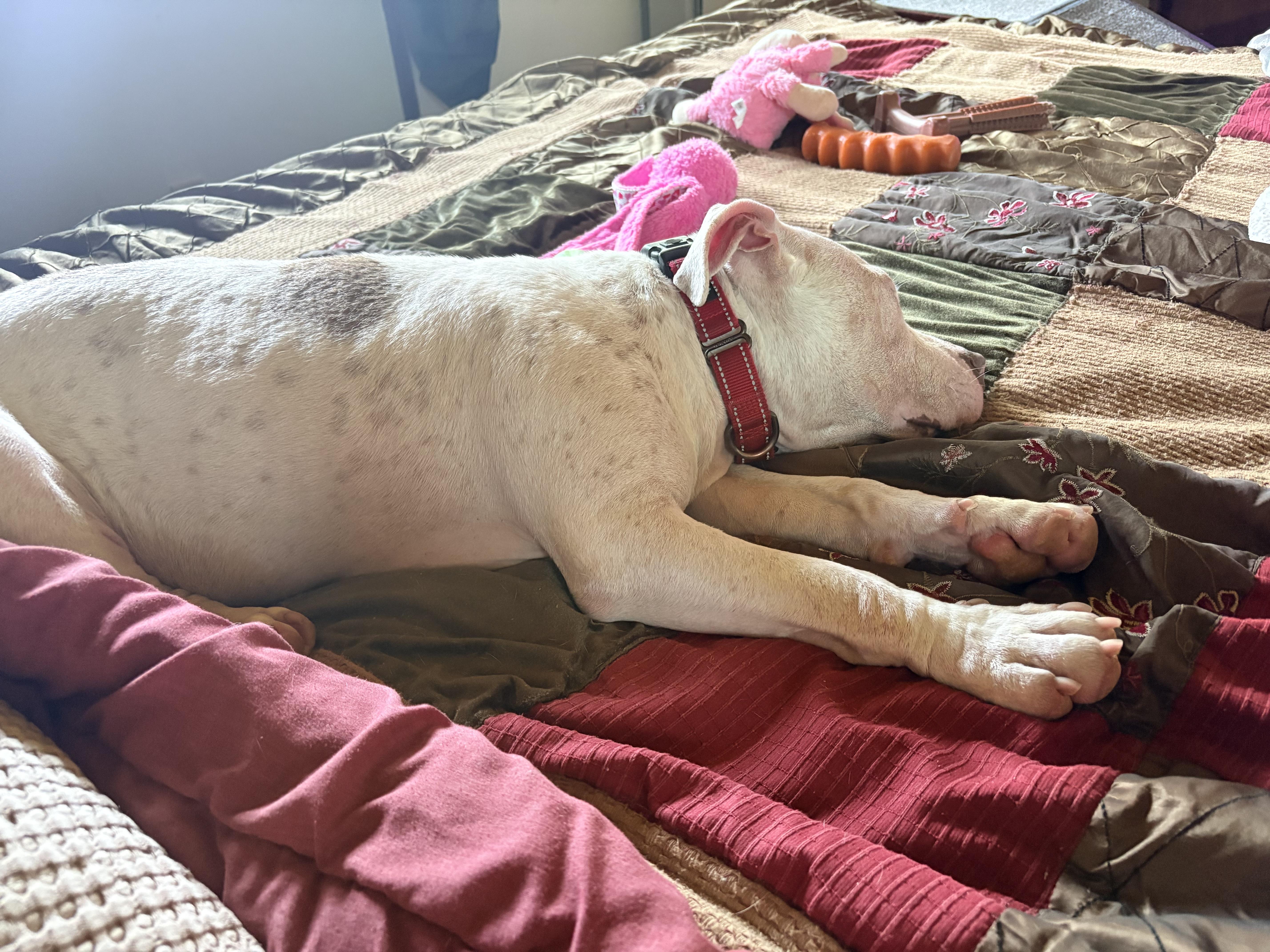 Minina, an adoptable Mixed Breed in Ridgefield, CT image 6/6