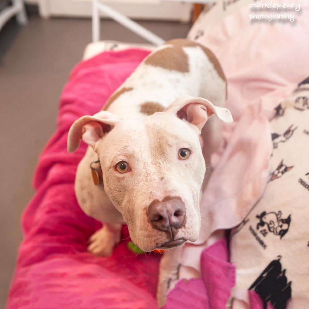 Minina, an adoptable Mixed Breed in Ridgefield, CT image 3/4