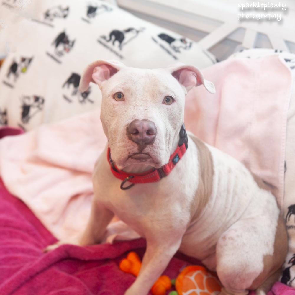 Minina, an adoptable Mixed Breed in Ridgefield, CT image 4/4