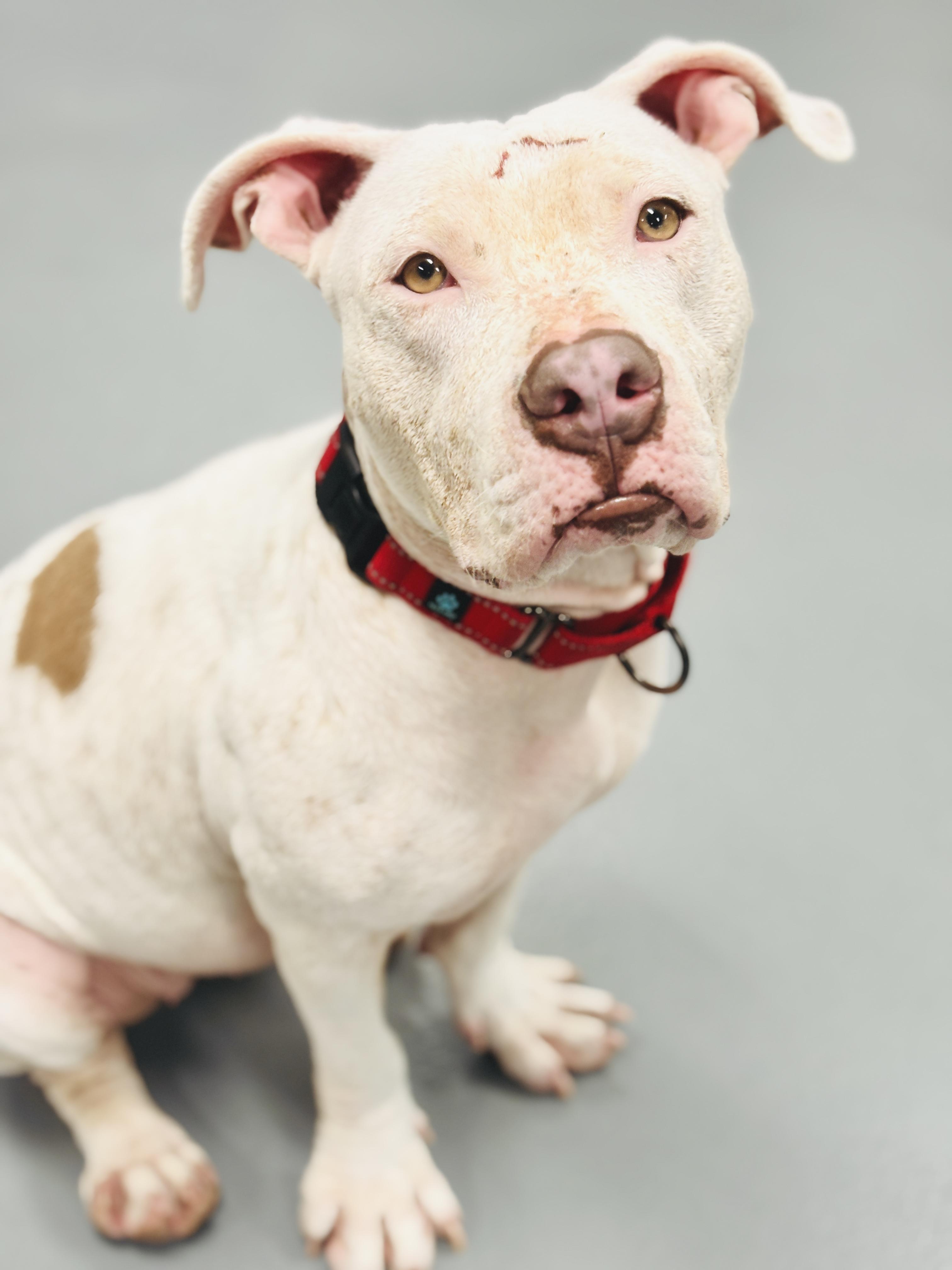 Minina, an adoptable Mixed Breed in Ridgefield, CT image 4/6