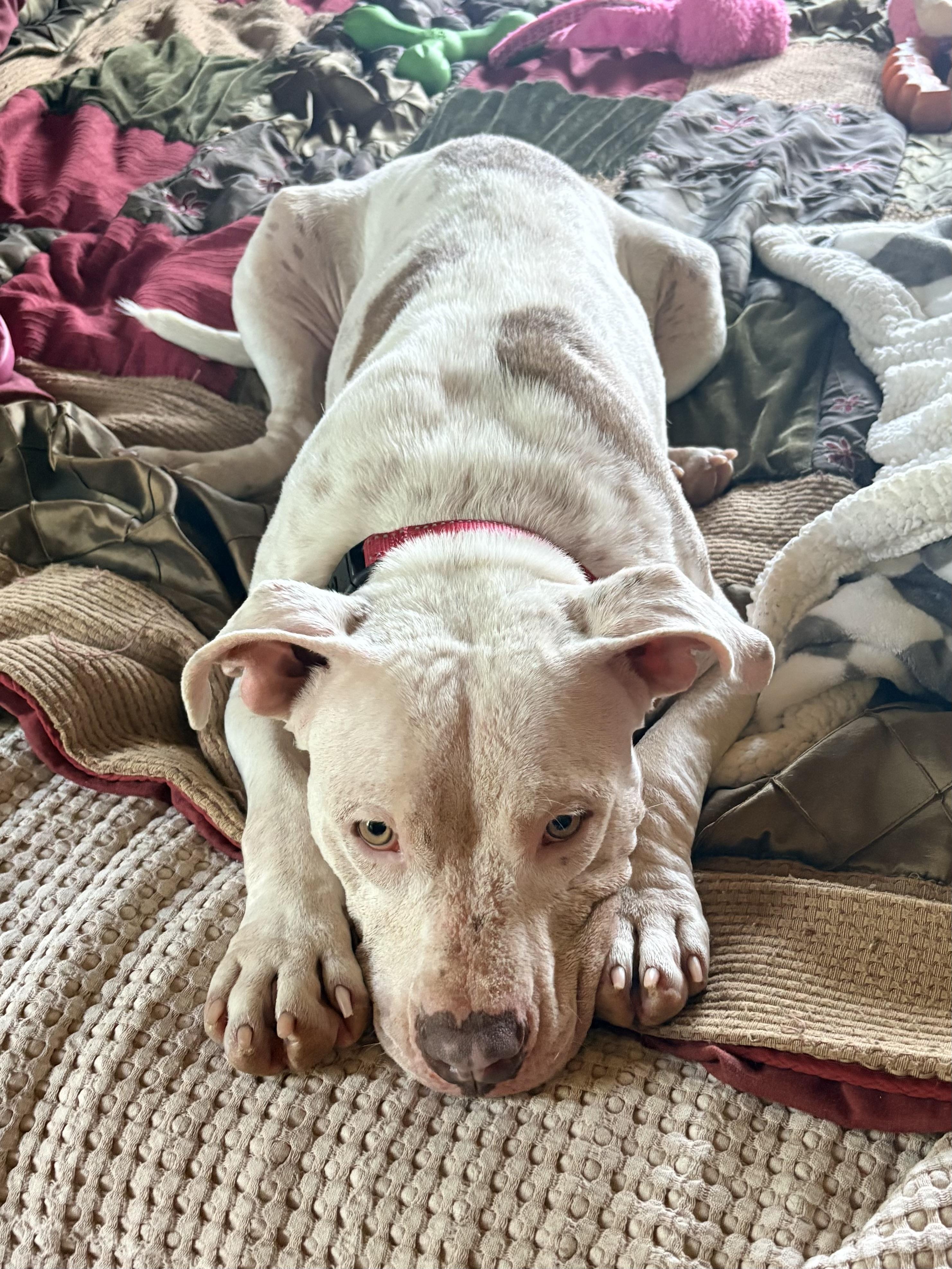 Minina, an adoptable Mixed Breed in Ridgefield, CT image 5/6