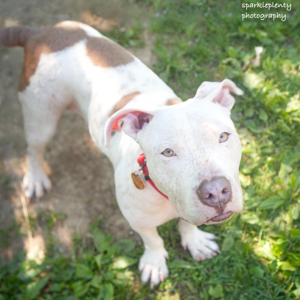 Minina, adoptable, Adult Female Mixed Breed.